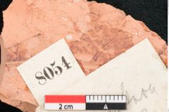 Foto (Detailansicht) von Fossil indet.  (NHMW-GEO-2024-0188-8054)